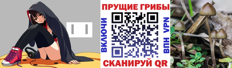 Галлюциногенные грибы мицелий  Приморск 